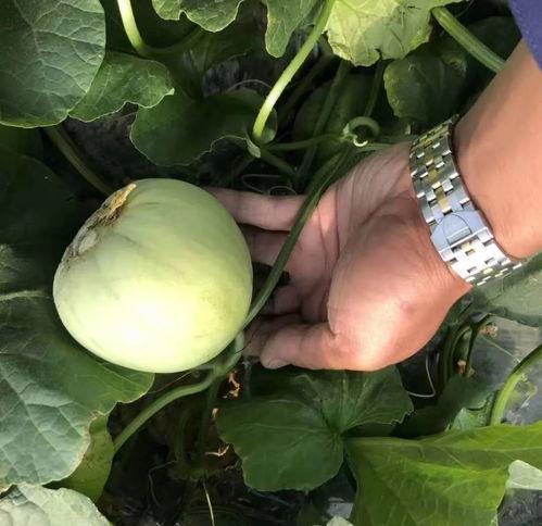 甜瓜乐园作者爆料视频